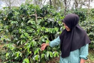 Resilient Coffee AS Dukung Petani Kopi RI