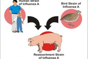 Flu Babi Memakan Korban Jiwa di Spanyol
