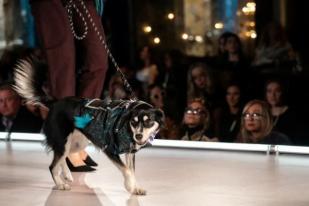 Anjing Ikut Tampil di New York Fashion Week