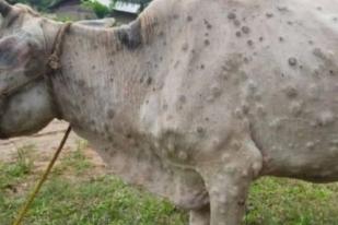 Kepri Waspadai Penyakit Benjolan Kulit Sapi