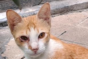 Kucing Rentan Sakit Pada Musim Pancaroba