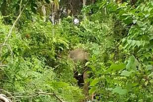 Gajah Liar Masuk Pemukiman Warga Aceh Jaya