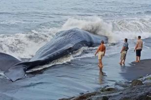 Satu Paus Mati di Karangasem Bali