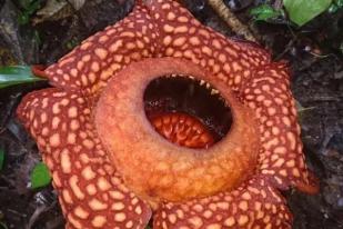 Bunga Rafflesia Mekar Sempurna di Solok Sumbar