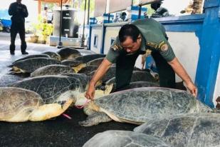 Polisi Tangkap Pengepul 21 Penyu Hijau Dari Madura