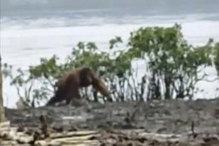 Orang Utan Kalteng Masuk ke Kebun Warga