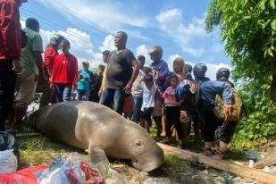 Warga Temukan Bangkai Duyung di Baguala Ambon