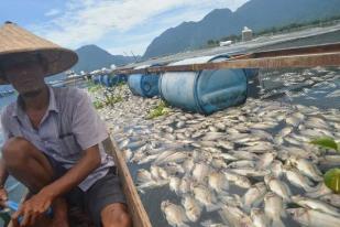 Kematian Ikan di Danau Maninjau 15,2 Ton, Rugi Ratusan Juta