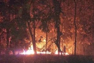 Hutan Jati di Situbondo Terbakar