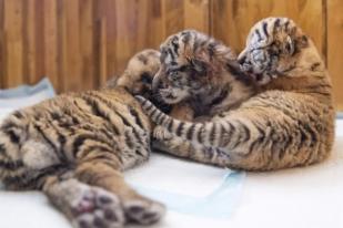 Bayi Harimau Siberia Tumbuh Sehat di China