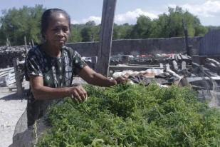 Mama-mama NTT Olah Rumput Laut Jadi Bahan Baku Sirop