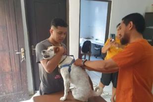 Lima Meninggal Digigit Anjing Rabies di Ambon