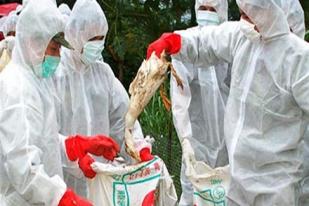 Korea Selatan Siaga Hadapi Wabah Flu Burung