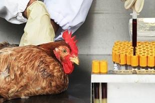 China Laporkan 2 Kematian Lagi Akibat Flu Burung H7N9