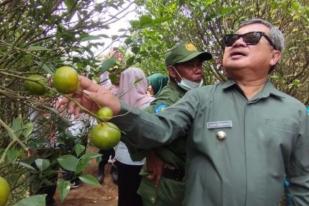 Garut Kembangkan Komoditas Jeruk