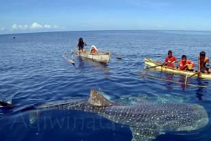 Desa Wisata Botubarani Raih MURI Hiu Paus Terbanyak