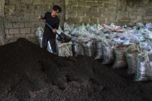 Jepang Ubah Kotoran Sapi Jadi Bahan Bakar Roket