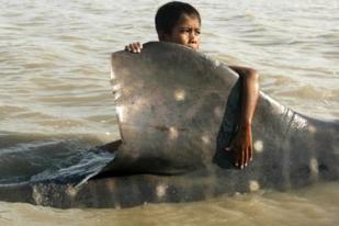 Ikan Hiu dan Pari Terancam Punah di Perairan Indonesia