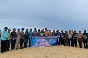 Ratusan Tukik Kembali Lepasliar Via Pantai Sisi Serasan Natuna