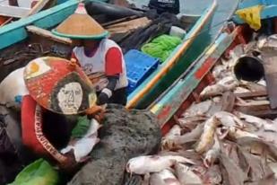 Nelayan Mukomuko Bagikan Ikan Gratis untuk Warga