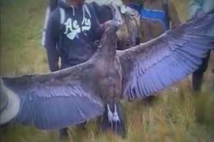 Pembunuh Burung Kondor Dipenjara Enam Bulan di Ekuador