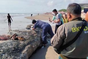 BKSDA Tidak Bedah Paus Terdampar di Pantai Kuta