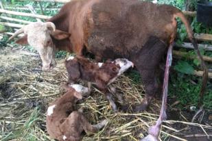 Delapan Induk Sapi di Agam Lahirkan Anak Lembar