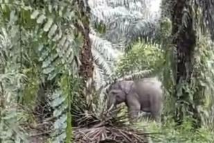 Dua Gajah Liar Masuki Pemukiman Warga Pelalawan