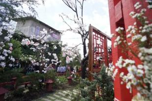 Kota Batu Jatim Tambah Kampung Sakura di Desa Sidomulyo