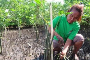 Pesisir Minahasa Utara Tanam 2.500 Bibit Mangrove Rhizophora