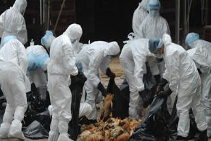 Temukan Virus Flu Burung, Hong Kong Musnahkan 20.000 Unggas