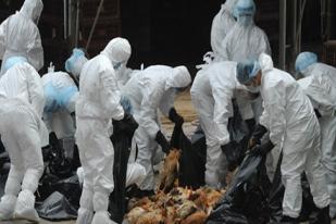 China Laporkan 8 Kasus Baru  Flu Burung H7N9 