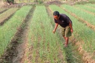 Petani Lebak Kembangkan Tanaman Bawang Merah Brebes