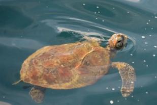 Empat Penyu Selamat dari Perburuan di Pulau Banyak