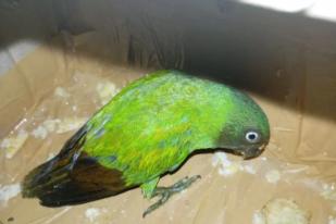 BKSDA Maluku Amankan Burung Nuri Pipih Merah Betina