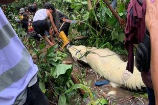 Seekor Buaya Membunuh Perempuan di Pulau Buru, Maluku