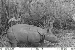 Satu Individu Badak Jawa Lahir di TN Ujung Kulon