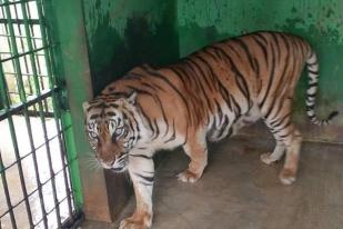 Harimau Betina Mati di Medan Zoo