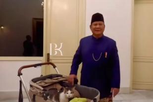 Bobby Si Kucing Resmi Huni Istana Temani Prabowo Dinas