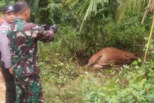 Harimau Mangsa Tiga Sapi di Aceh Timur