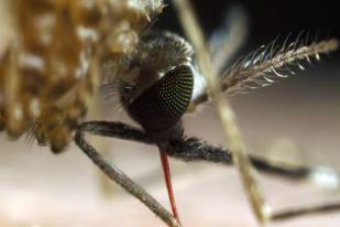 Peneliti Mengembangkan Penggunaan Bakteri untuk Mengatasi Malaria