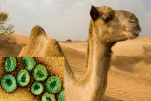 Korban Meninggal Akibat Virus MERS di Arab Saudi Bertambah Menjadi 60 Orang