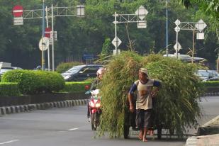 Petani Rumput di Jakarta