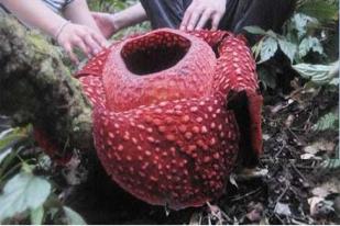 Tiga Rafflesia Arnoldii Mekar di Bengkulu