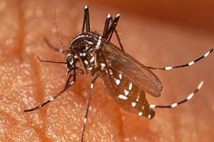 Uji Klinis Memberi Harapan Bagi Penemuan Vaksi Malaria