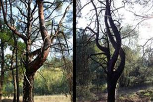 Jejak Bencana Chernobyl Masih Ditemukan pada Pohon Pinus