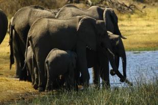 Puluhan Gajah Mati Diracun Sianida di Zimbabwe