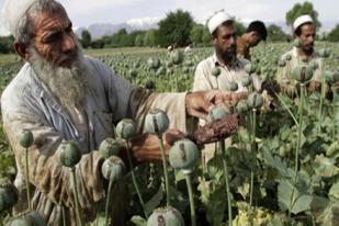 UNODC: Opium di Afganistan Masalah Serius