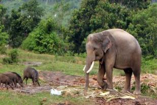 WWF: Relokasi Gajah Sumatera Timbulkan Masalah Baru