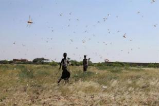 Somalia Dirikan Pusat Peringatan Bencana, Atasi Banjir dan Serangan Belalang